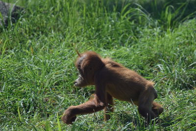 Monkey in a field