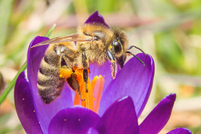 Close-up of bee pollinating on purple flower
