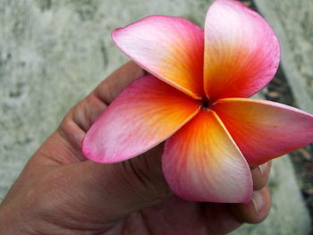 Close-up of hand holding pink flower