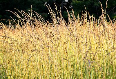 Close-up of plants growing on field