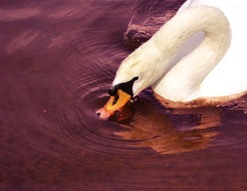 High angle view of swan drinking water