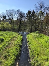 Footpath amidst plants and trees on field