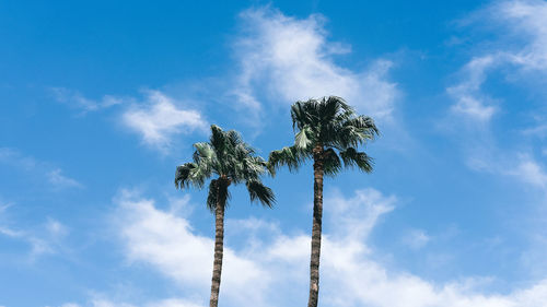 Low angle view of coconut palm tree against sky