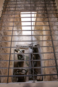 Low angle view of a cat on wall