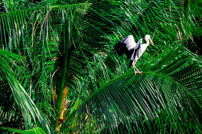 Bird perching on a plant