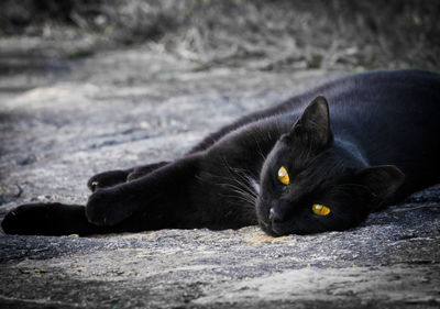 Close-up portrait of black cat