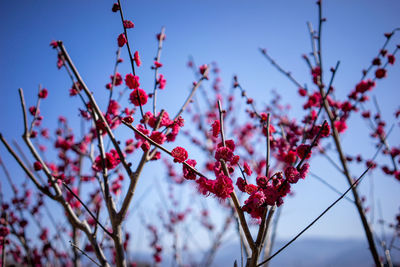 Low angle view of flowering plant against sky