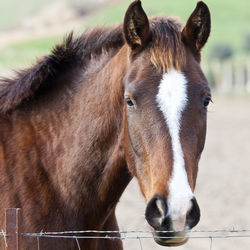 Close-up of a horse