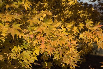 Close-up of yellow maple leaves