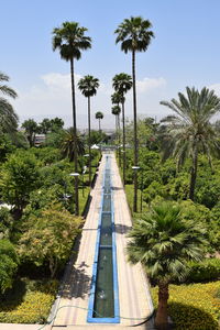 Palm trees in park against sky