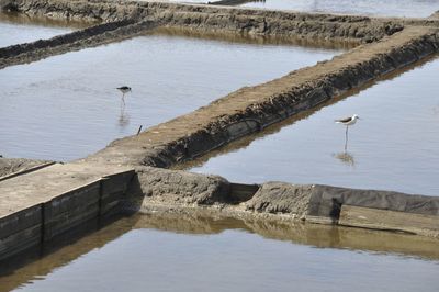 Aveiro salt marshes in portugal