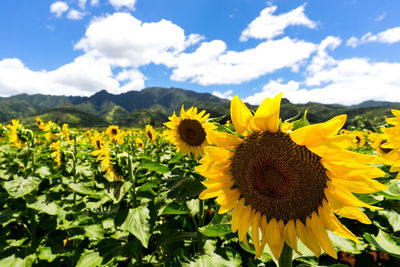 Sunflower field on oahu, hawaii.
