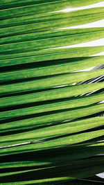 Full frame shot of palm leaf