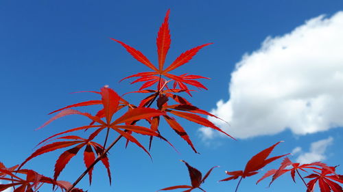 Low angle view of red maple leaves against sky