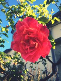 Close-up of red flower blooming outdoors