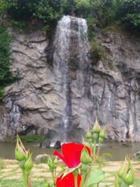 Close-up of red flowers blooming outdoors