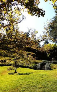 Trees growing in park