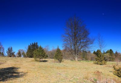 Trees on field against clear blue sky