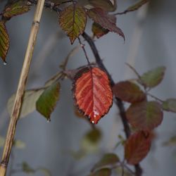 Close-up of plant