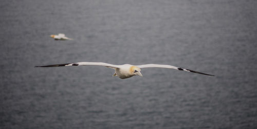 Seagull flying over water