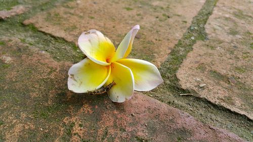 High angle view of frangipani on plant