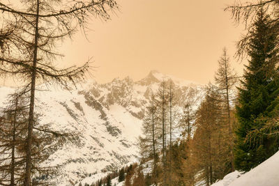Pine trees on snow covered landscape against sky