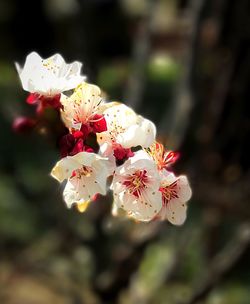 Close-up of pink flowers