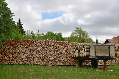 Stack of logs on field against trees in forest