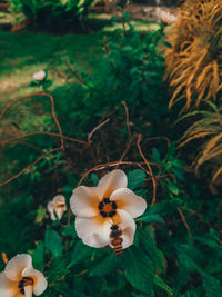 High angle view of white flowering plant on field