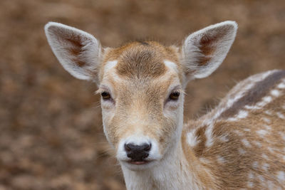 Close-up portrait of deer