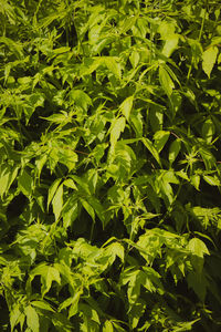 Full frame shot of leaves growing on field