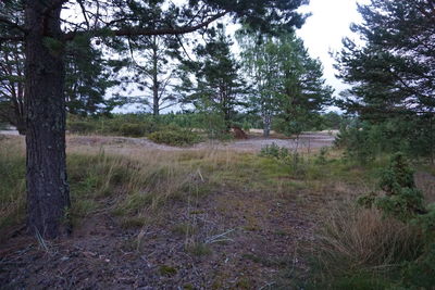 View of trees in forest