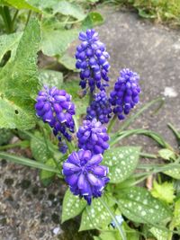 Close-up of purple flowers blooming outdoors