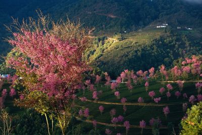 High angle view of flower trees on field