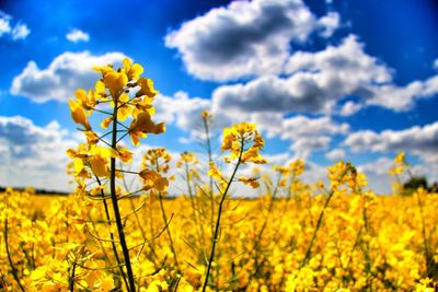 Mustard crop in field