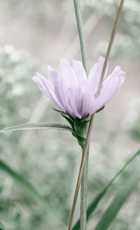 Close-up of purple flower blooming outdoors