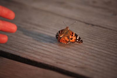 Close-up of butterfly on plank