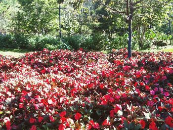 Red flowers growing on tree