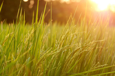 Close-up of rice growing on field during sunset