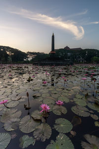 Pink water lily in lake against sky