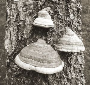 Close-up of tree trunk