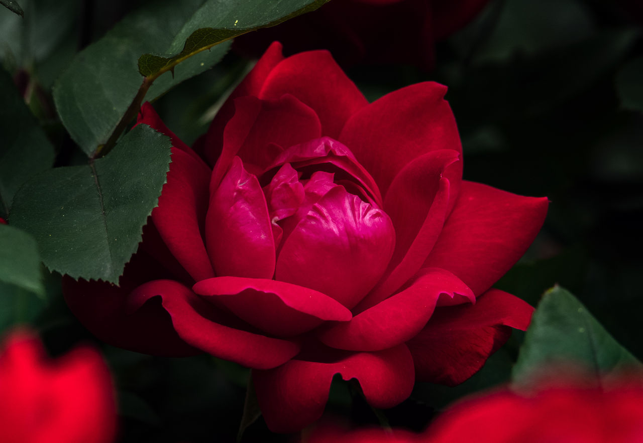 CLOSE-UP OF ROSE PLANT