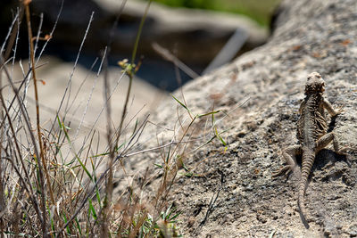 View of a lizard on a field