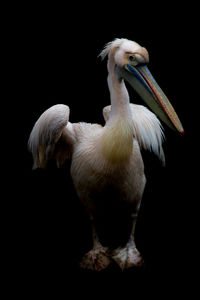 Close-up of pelican against black background