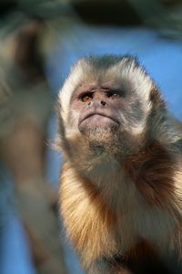 Portrait of monkey