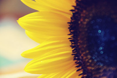 Close-up of sunflower