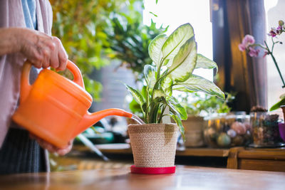 Midsection of woman watering potted plant on table