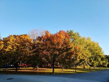 Trees in park against clear sky during autumn