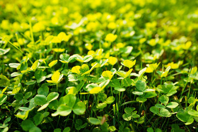 Close-up of yellow flowers growing on field