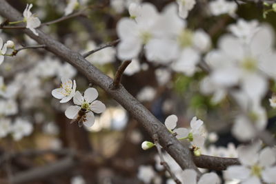 Close-up of cherry blossom on tree